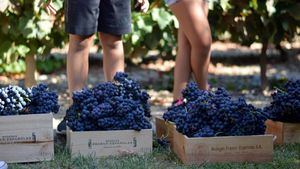 Vendimia en familia, en bodegas Franco-Españolas de Rioja