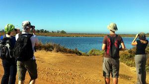 Observación de aves en el Algarve