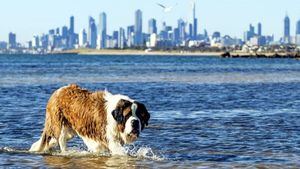 Los mejores destinos para viajar con mascota