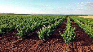 Medina del Campo, el corazón latente de una tierra de vinos legendarios