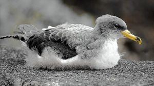 El Cabildo de El Hierro recupera un total de 397 aves