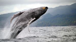 Ballenas Jorobadas en Samaná, una atracción turística única de Republica Dominicana