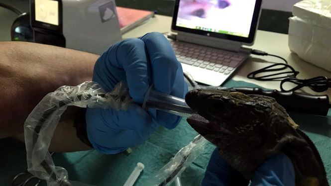 Estudian por primera vez el estado del corazón del Lagarto Gigante de El Hierro