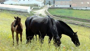 Menorca anima a admirar a sus caballos de raza en una espectacular feria