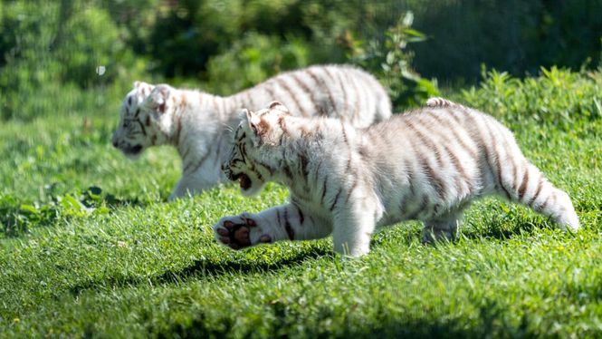 Nacen en el Parque Sendaviva dos crías de tigre blanco