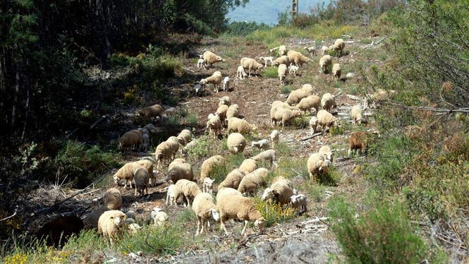 El pastoreo tradicional, una prevención contra los incendios