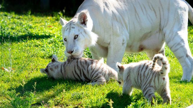 Las crías de tigre blanco de Sendaviva ya tienen nombre