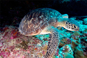 Las Maldivas como jamás se habían visto, en The Residence Maldives