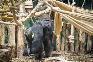 Loro Parque traslada al gorila Kiburi al Zoo de Londres