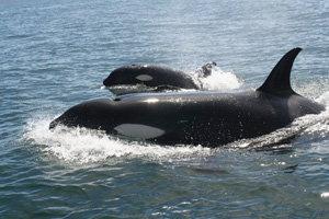 Los mejores viajes para avistar ballenas