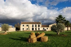 La almazara Finca de la Torre se ve obligada a adelantar la recolección de la aceituna