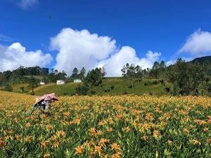 Durante el día los lirios tiñen de amarillo el este de Taiwán