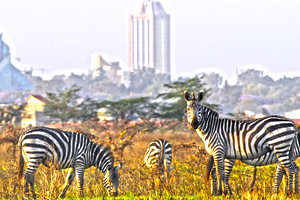 Nairobi