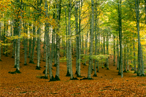 Otoño en Navarra, el irresistible encanto de sus paisajes