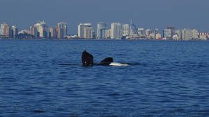 Avistamiento de ballenas