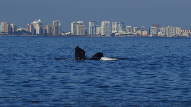 Avistamiento de ballenas