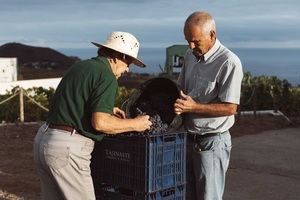Finaliza la vendimia 2025 en Canarias con más de 1,3 millones de kilos de uva recolectados