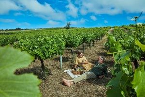 Descubrir los vinos de Tenerife