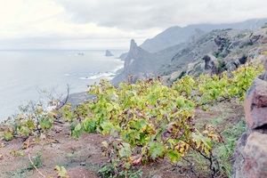 Canary Wine cierra el año con más de un millón de botellas de vino comercializadas