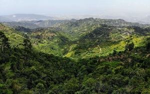 Uno de los mejores cafés del mundo reside en Jamaica: Blue Mountain coffee