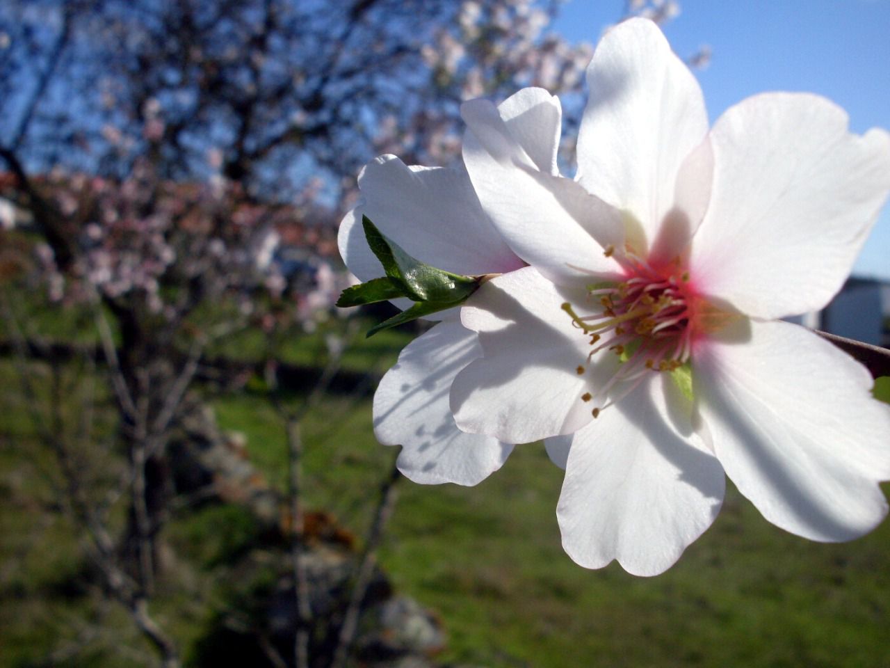 Algarve. Almendros en flor