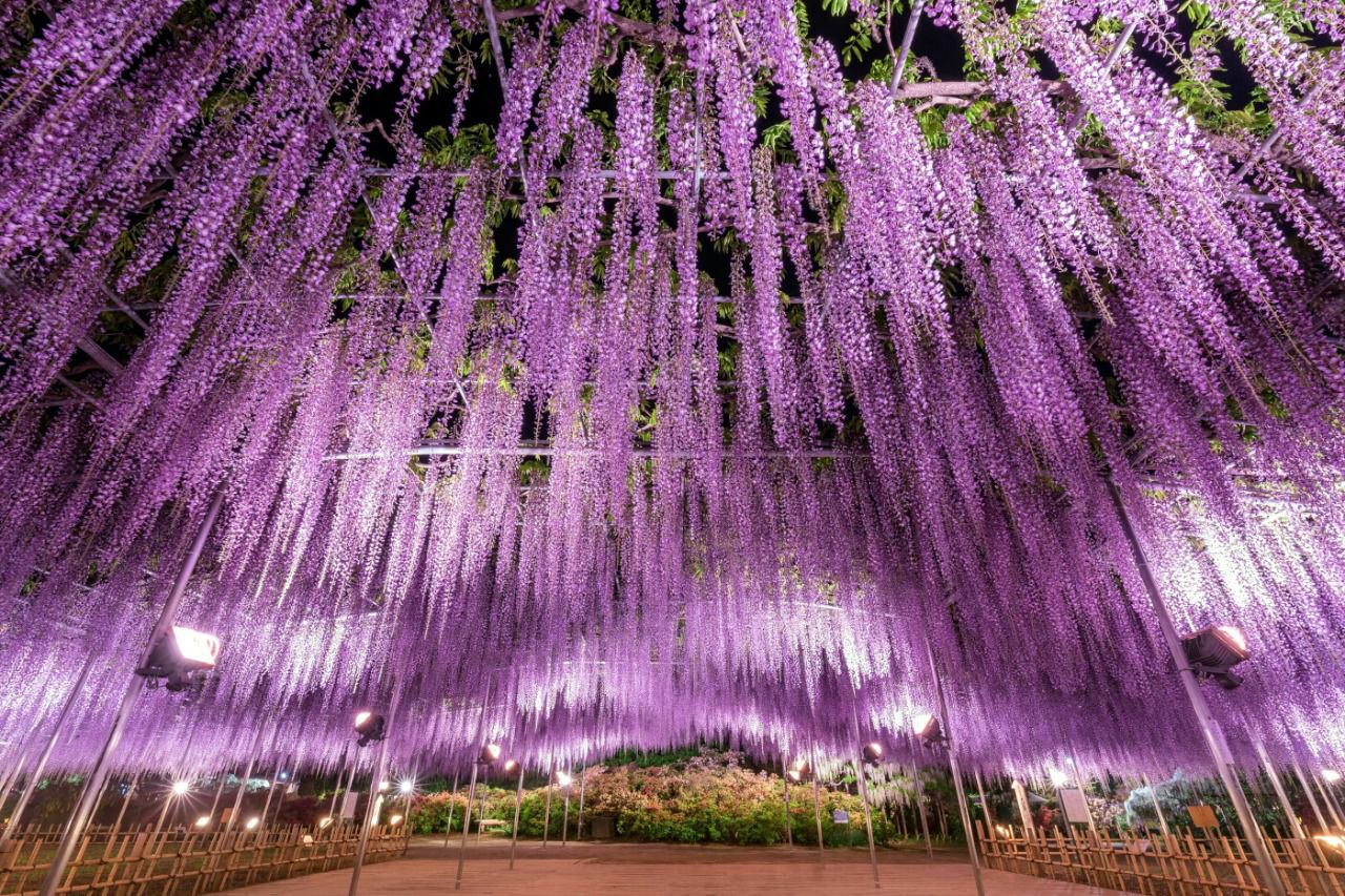 Ashikaga Flower Park