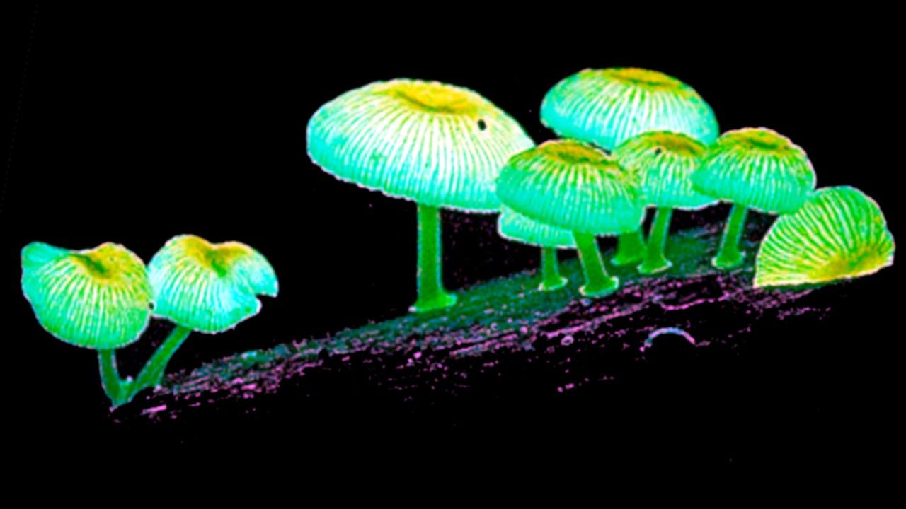 Hongos bioluminiscentes