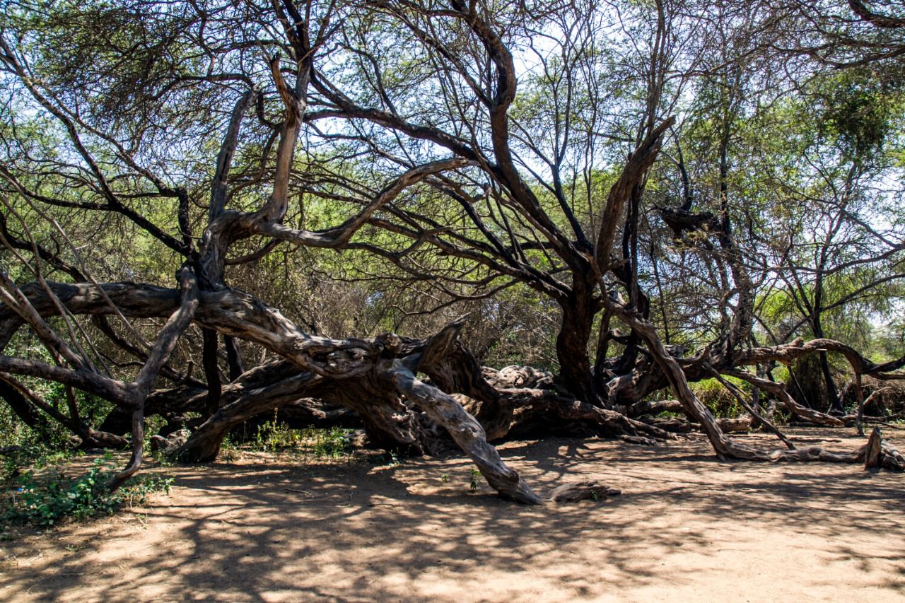 Árbol Milenario del Santuario Histórico Bosque de Pómac.