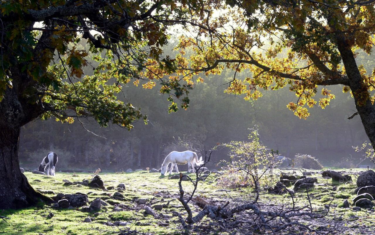 Dehesa de Candelario