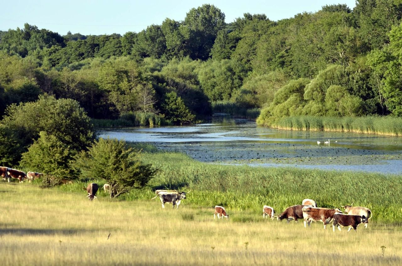 Knepp Wildland, Sussex