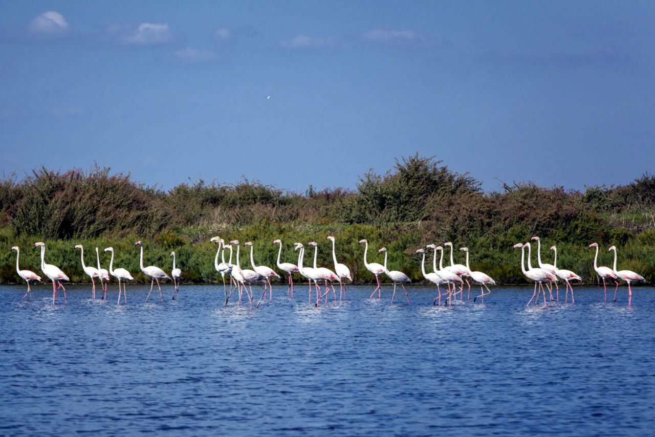 Reserva Natural do Estuário do Tejo