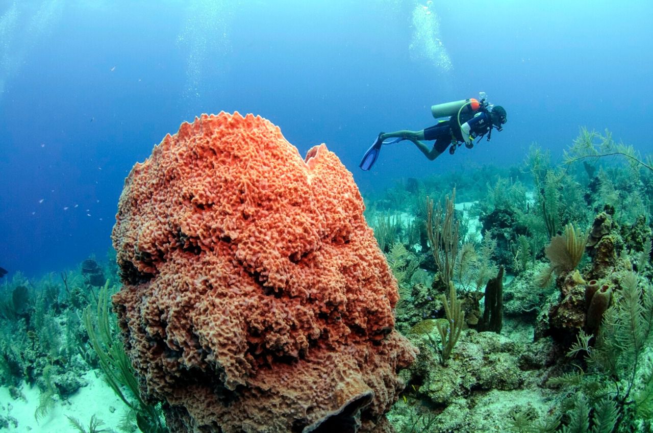 Barrera de coral de Belice