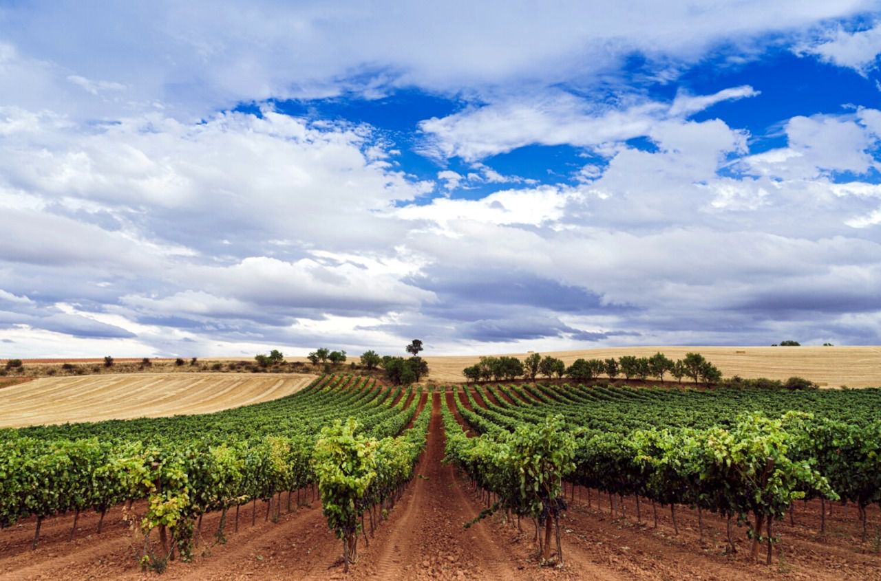 Ribera del Duero