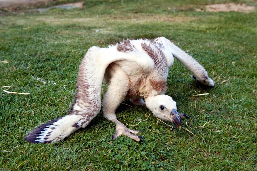 Buitre leonado en julio