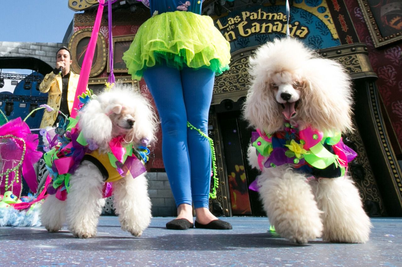 Carnaval canino Autor: Quique Curbelo