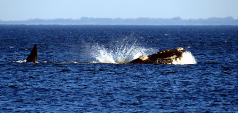 Ballenas australes