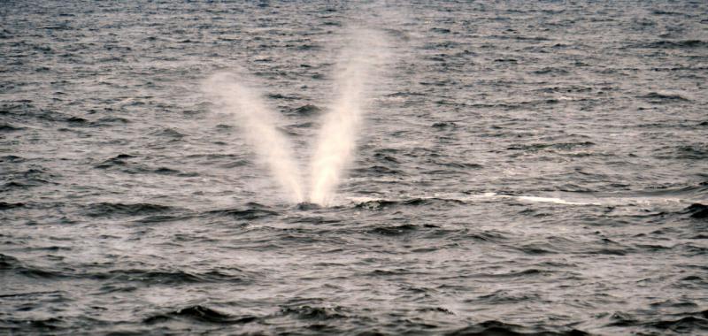 Ballenas australes