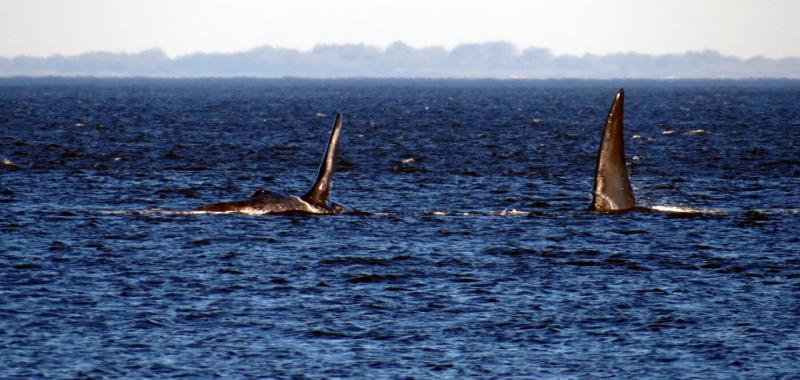 Ballenas australes