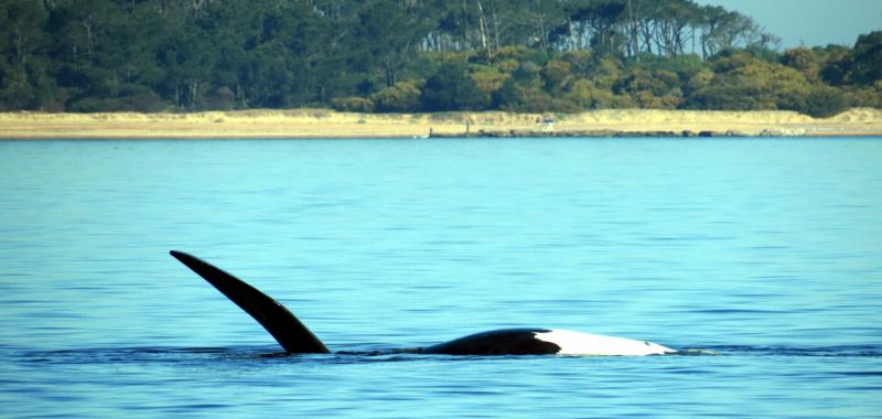 Ballenas australes