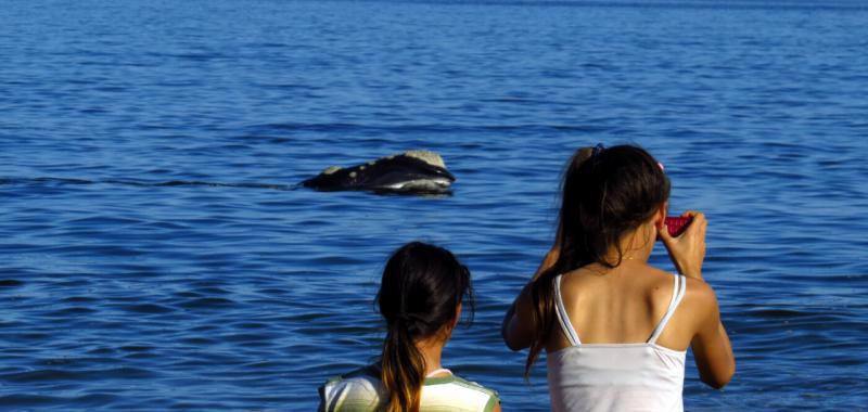 Ballenas australes