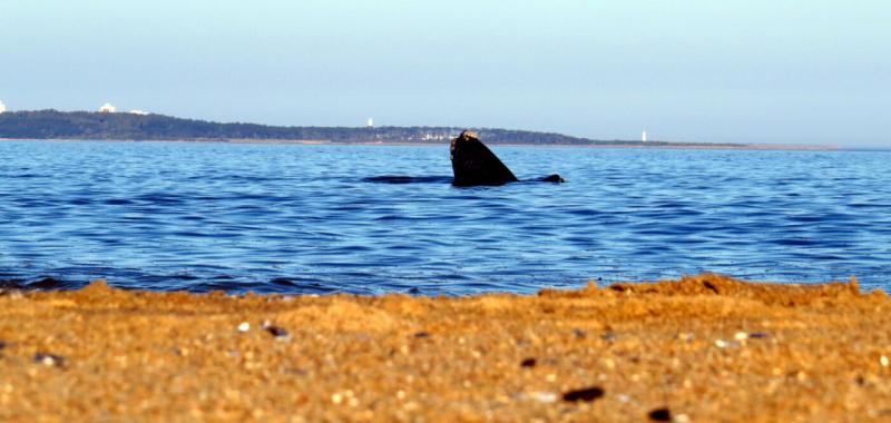 Ballenas australes