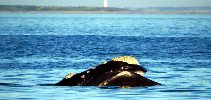 Ballenas australes