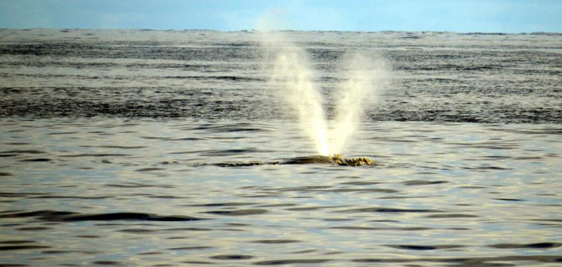 Ballenas australes