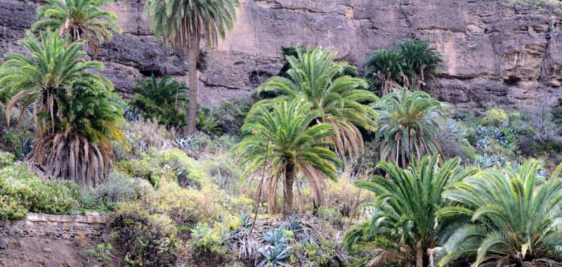 Las Palmas de Gran Canaria 