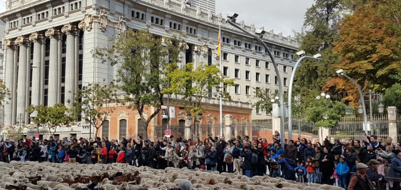 Fiesta de la Trashumancia 2019 