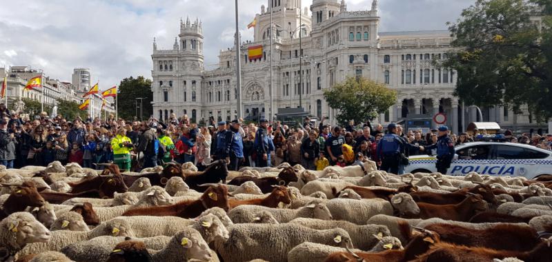 Fiesta de la Trashumancia 2019 