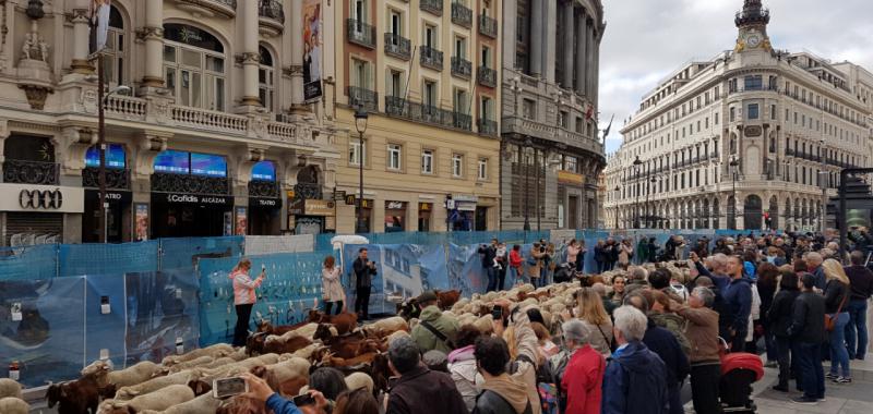 Fiesta de la Trashumancia 2019 