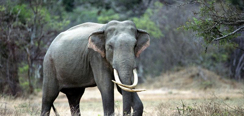 Sri Lanka 