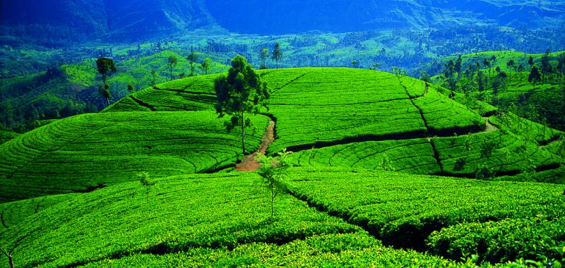 Sri Lanka 