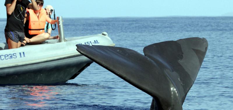 Avistamiento de ballenas y delfines en Madeira